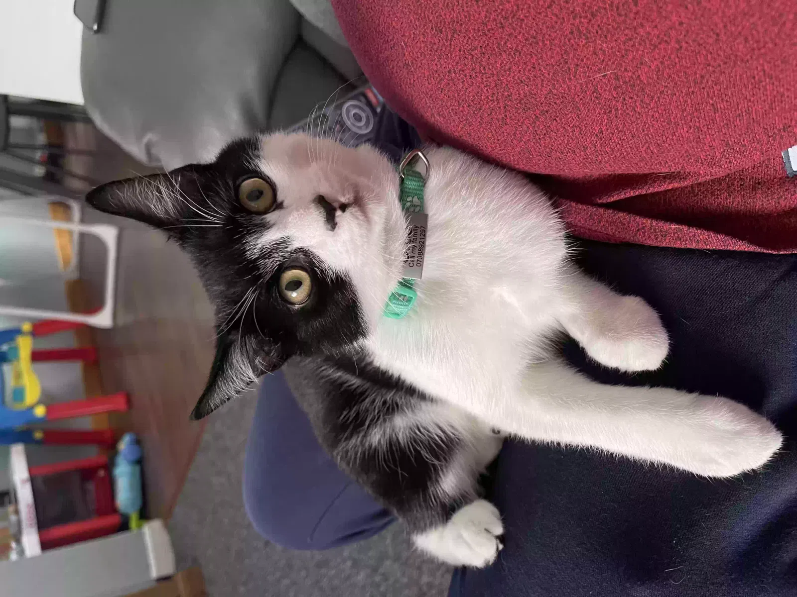 Oreo, Mixed Cat for adoption in Glasgow, Scotland