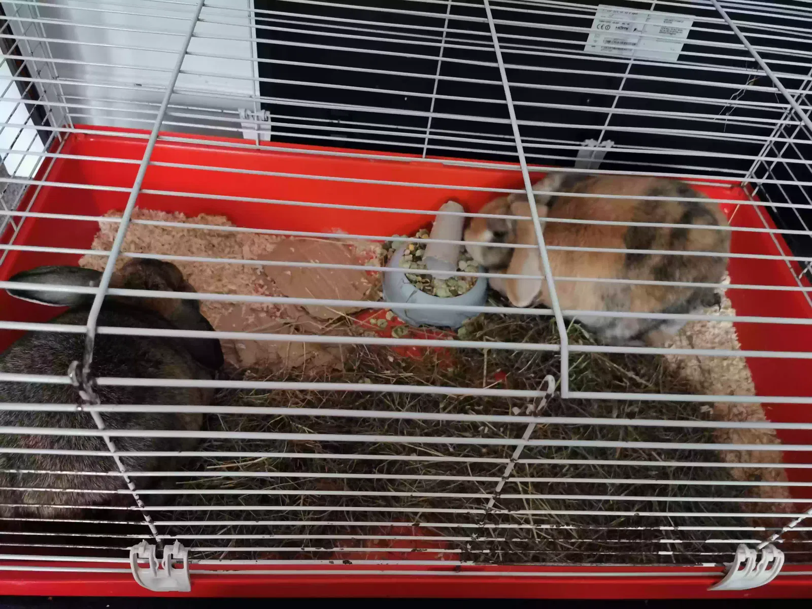Pet, Mini Lop Eared Pet for adoption in Sunderland, England