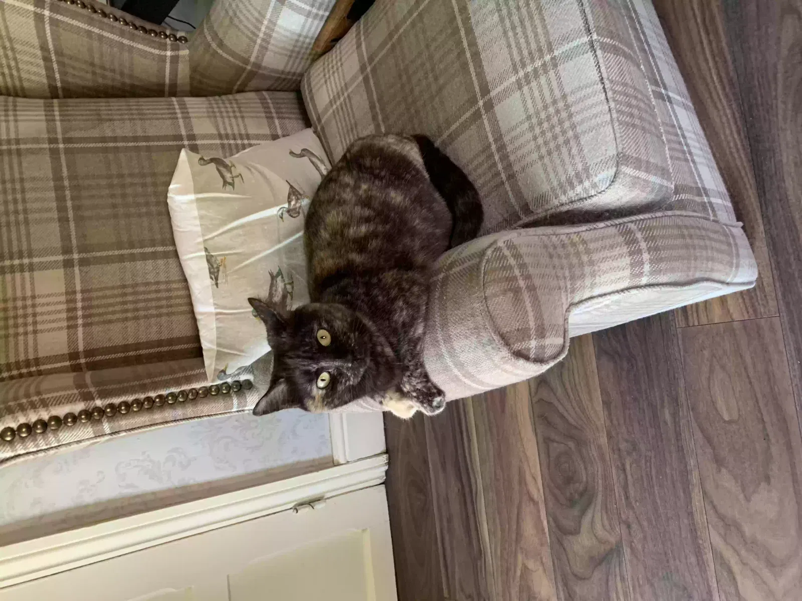 Florence (cat1). Fern (cat2), Half Siamese. (Cat 1). Flat large face dark tortoise shell semi coat Search Cat for adoption in Sheffield, England