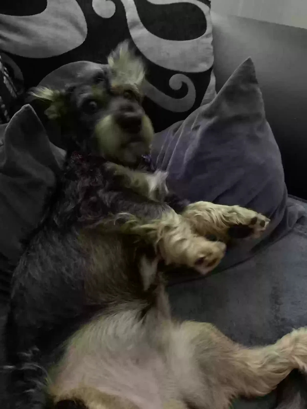 David, Wire haired dauchaund Dog for adoption in Glasgow, Scotland
