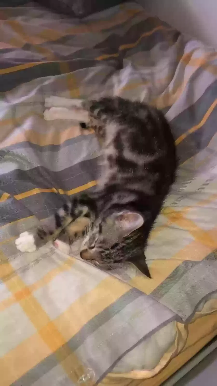 Rumi, Unknown Cat for adoption in London, England