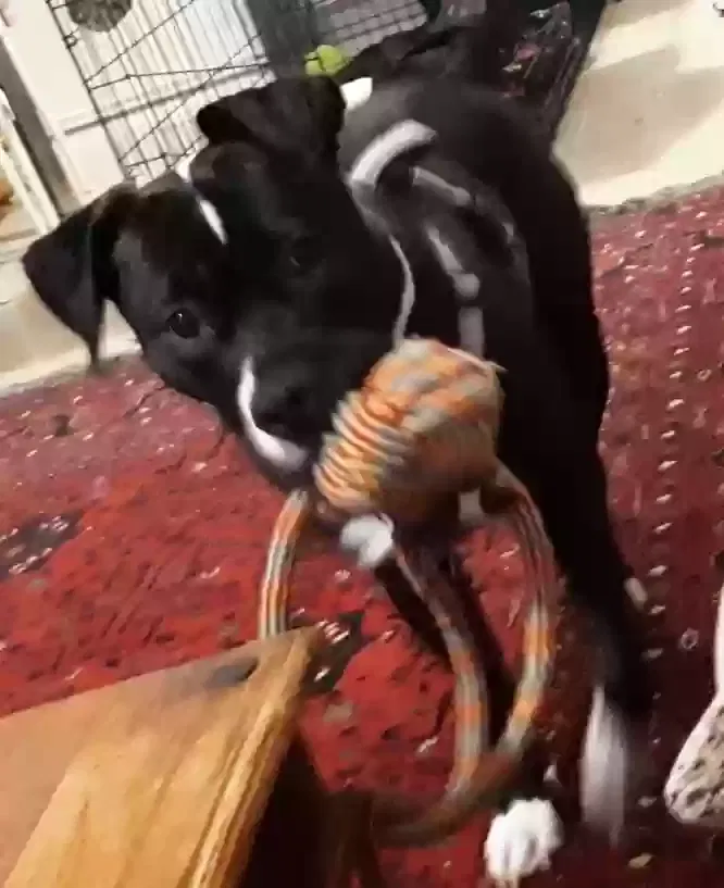 Missy, Staff mix bull Dog for adoption in Newport, Wales