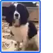 Ruby, Sprocker Dog for adoption in Chelmsford, England
