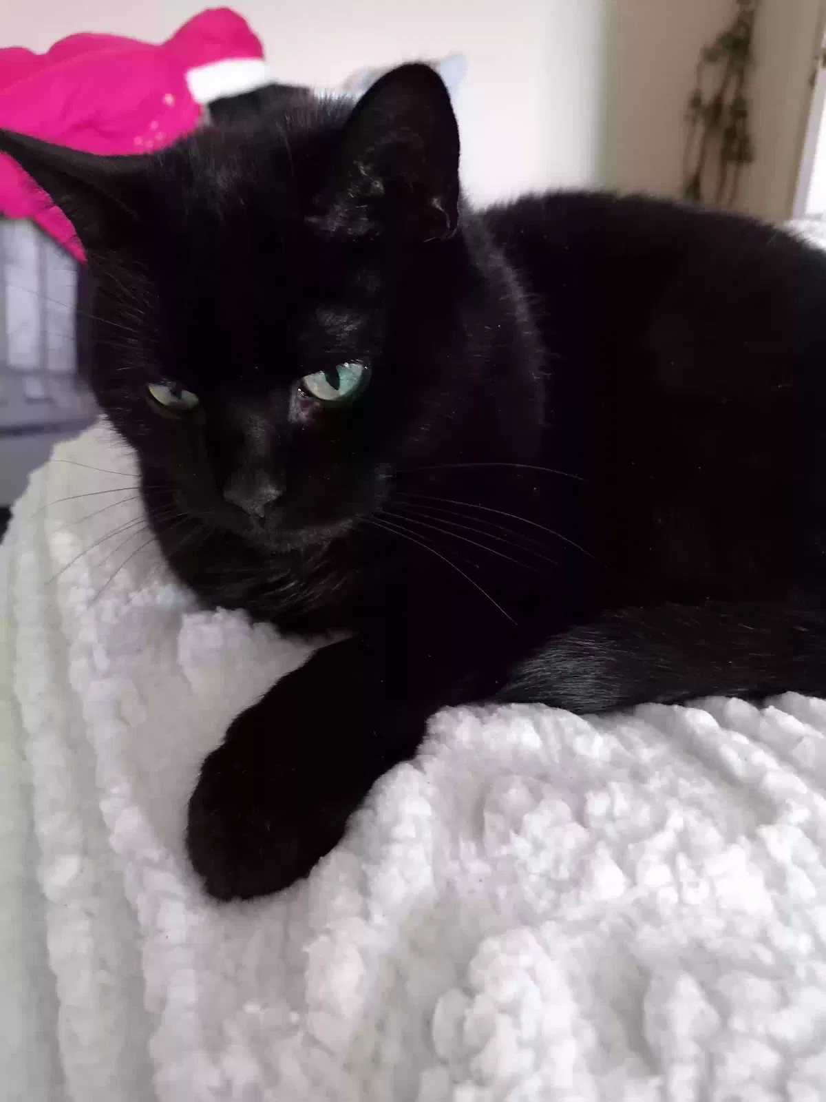 Prunes, Unknown Cat for adoption in Durham, England