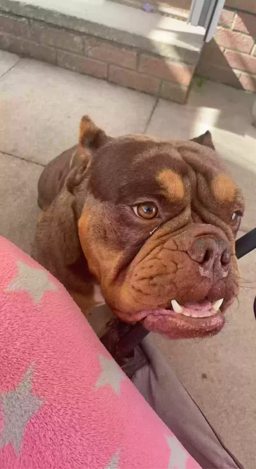 Bear, English bulldog Dog for adoption in Bristol, England