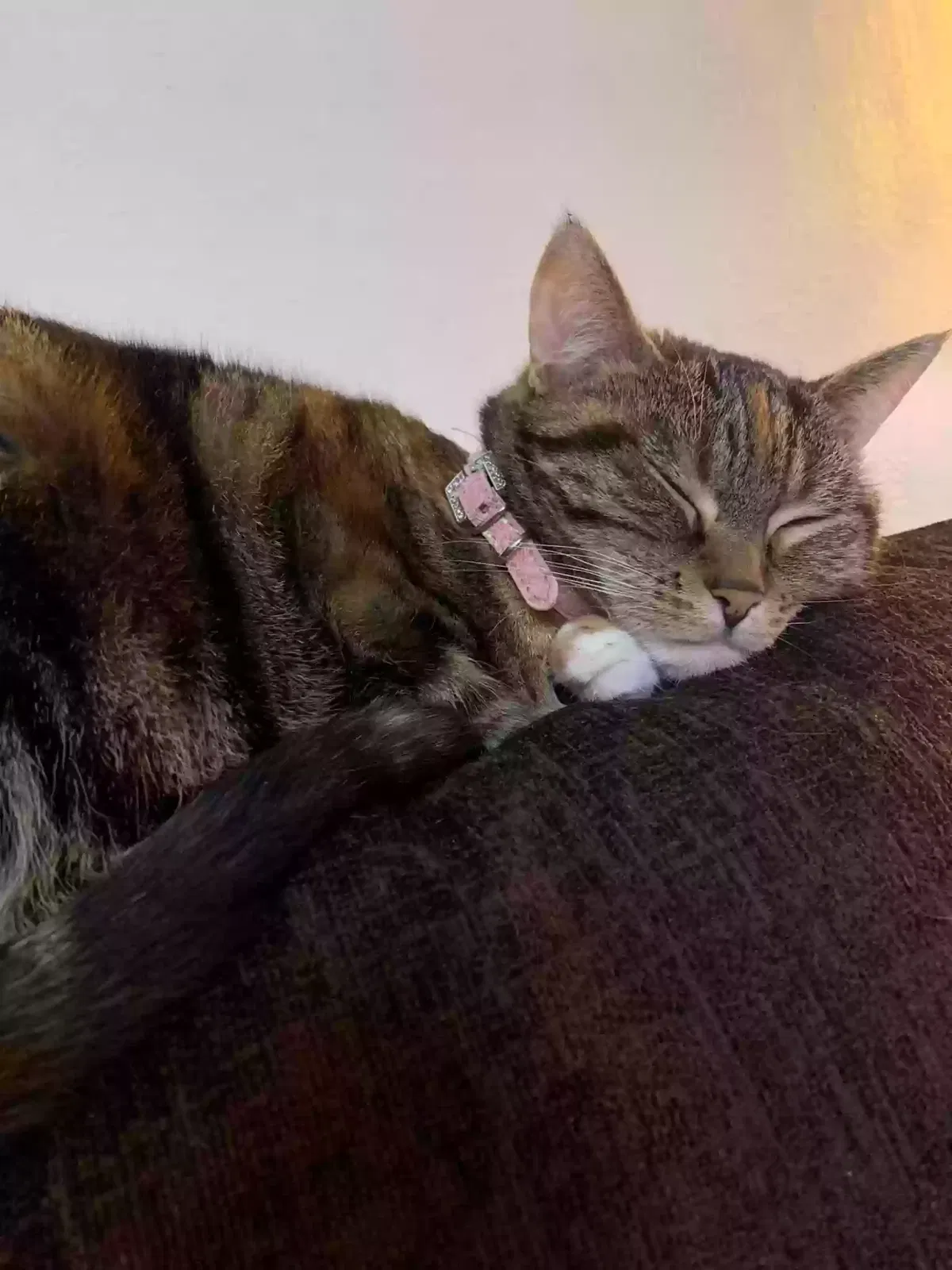 Cleo, Tabby Cat for adoption in Glasgow, Scotland