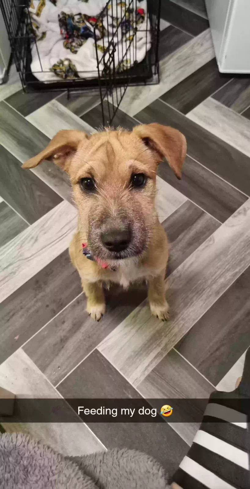 Raven, Patterdale mix Dog for adoption in Glasgow, Scotland