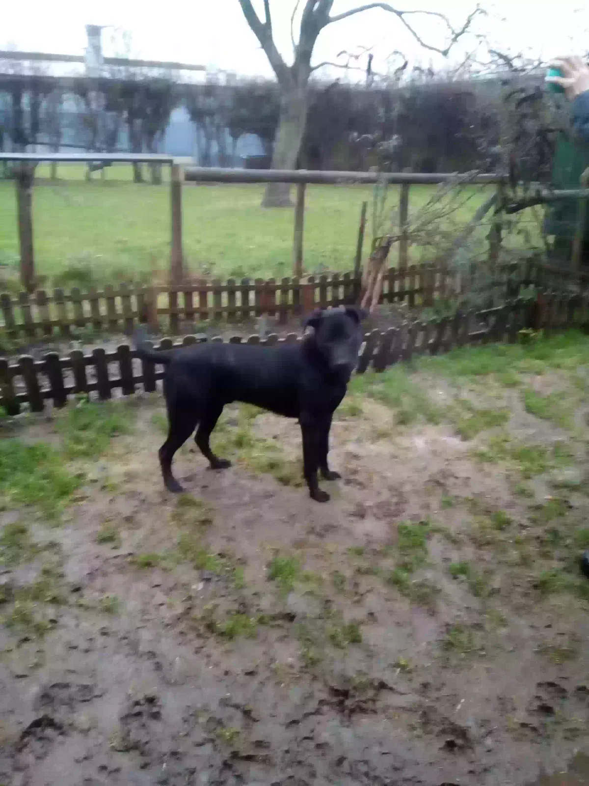 diesel, belgain shepherd/mastiff Dog for adoption in Canterbury, England