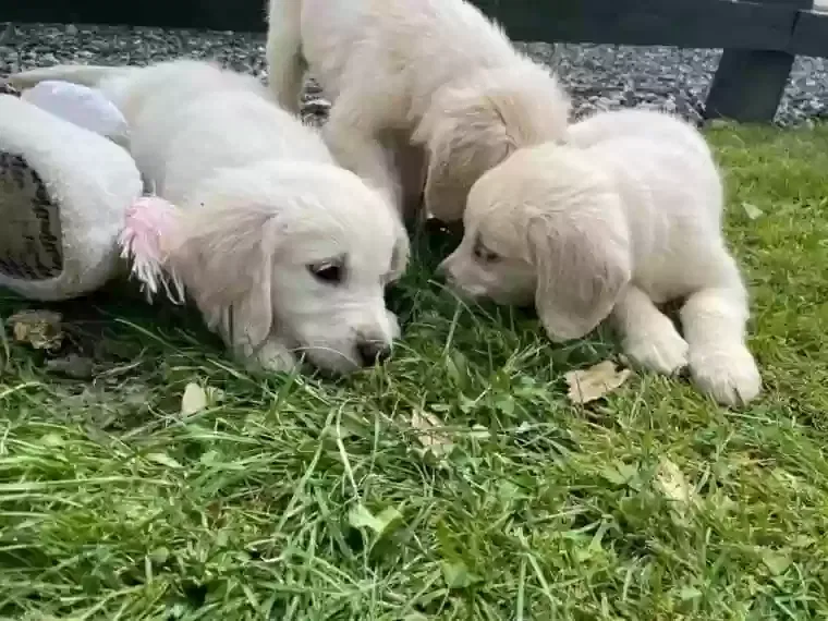 Rooly, Julia, Mixs, Golden Retriever Dog for adoption in Bangor, Wales