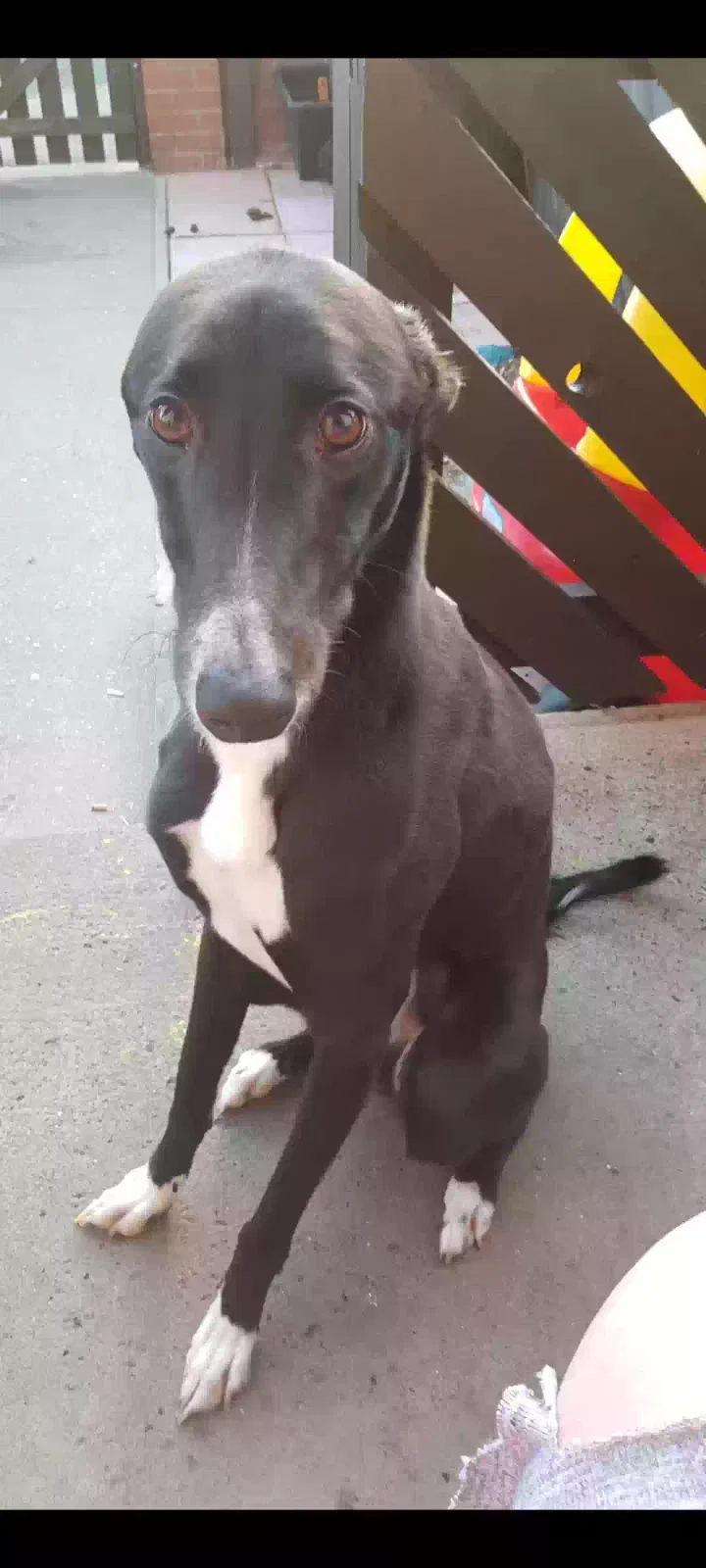 Duke, Saluki cross colli Dog for adoption in Sunderland, England