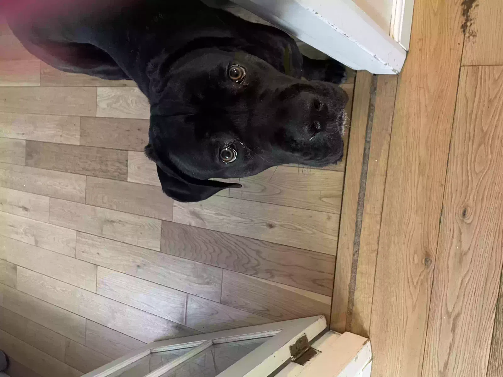 Franklin, Cane corso Dog for adoption in Canterbury, England
