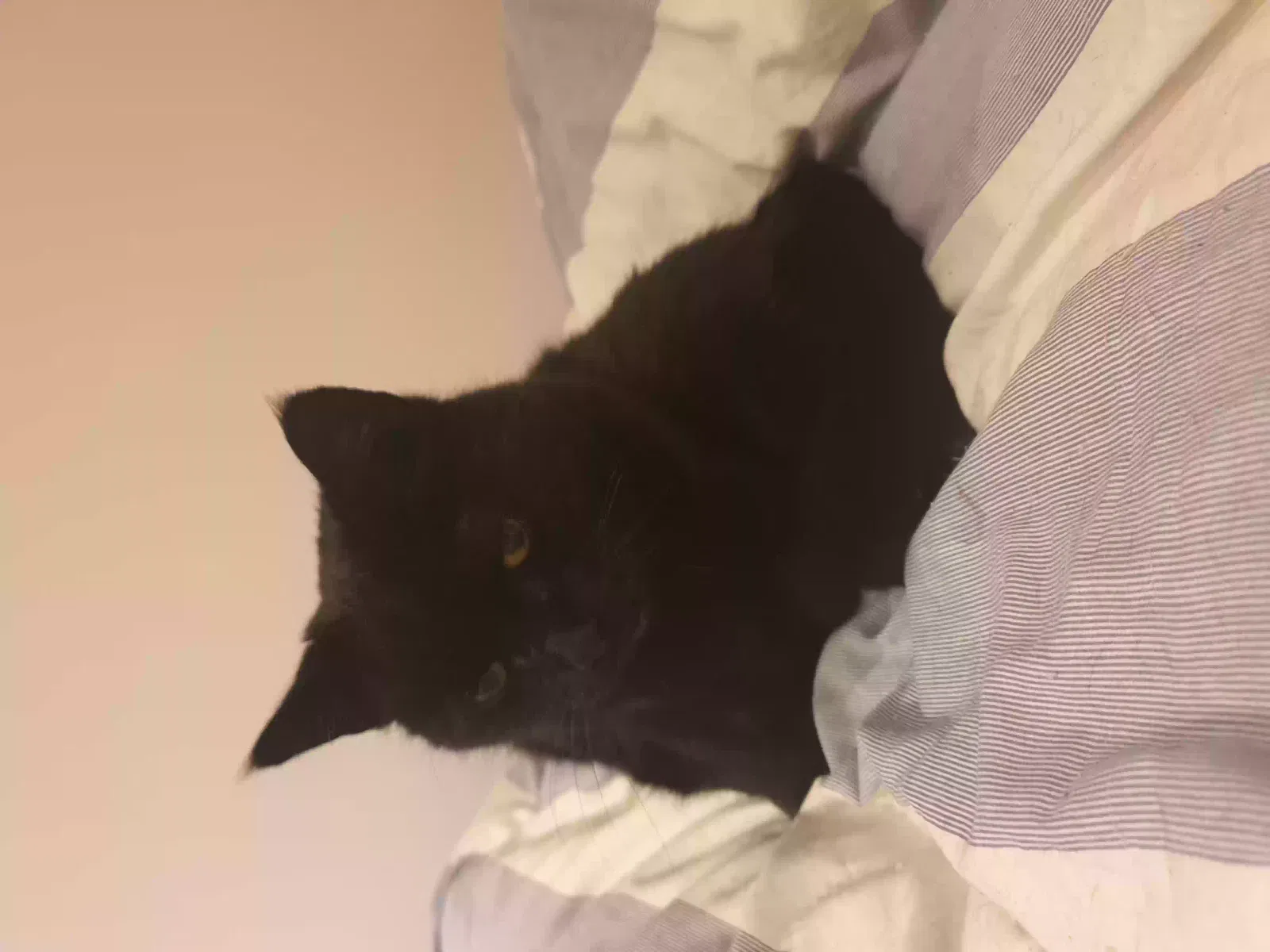 Bella, Unknown Cat for adoption in Leeds, England