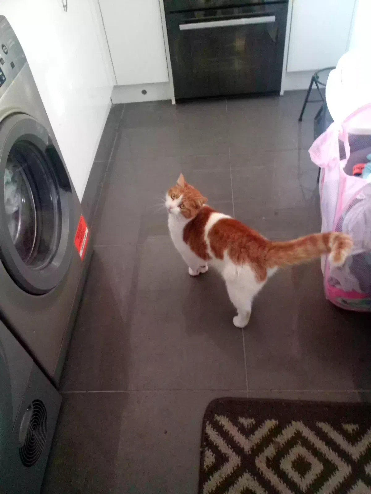 Meg, Unknown Cat for adoption in Stoke-On-Trent, England