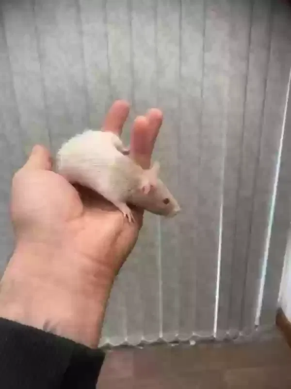 7 different names, Fancy rats Pet for adoption in Lincoln, England