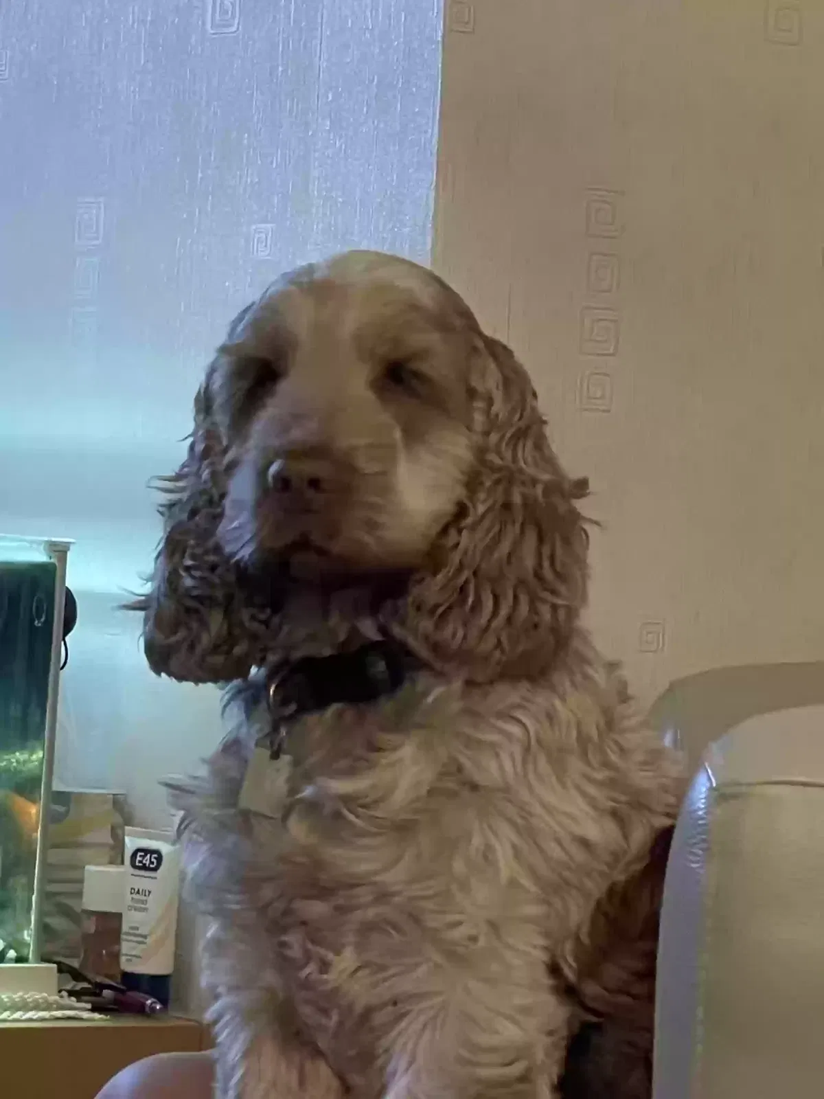 Dasher, Cocker spaniel Dog for adoption in Chelmsford, England