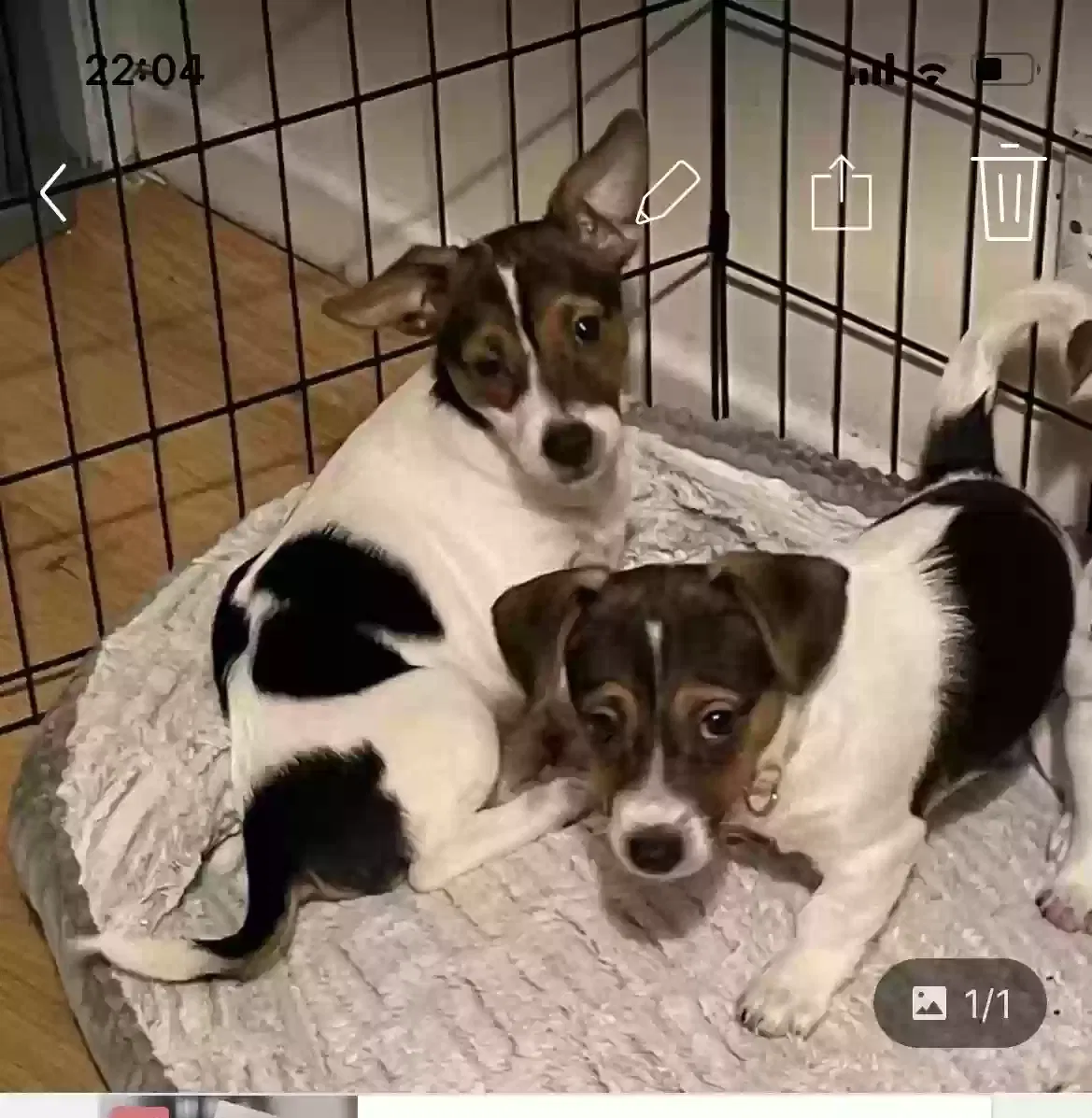 Winter and gem, Jack Russell’s Dog for adoption in Lisburn, Northern Ireland