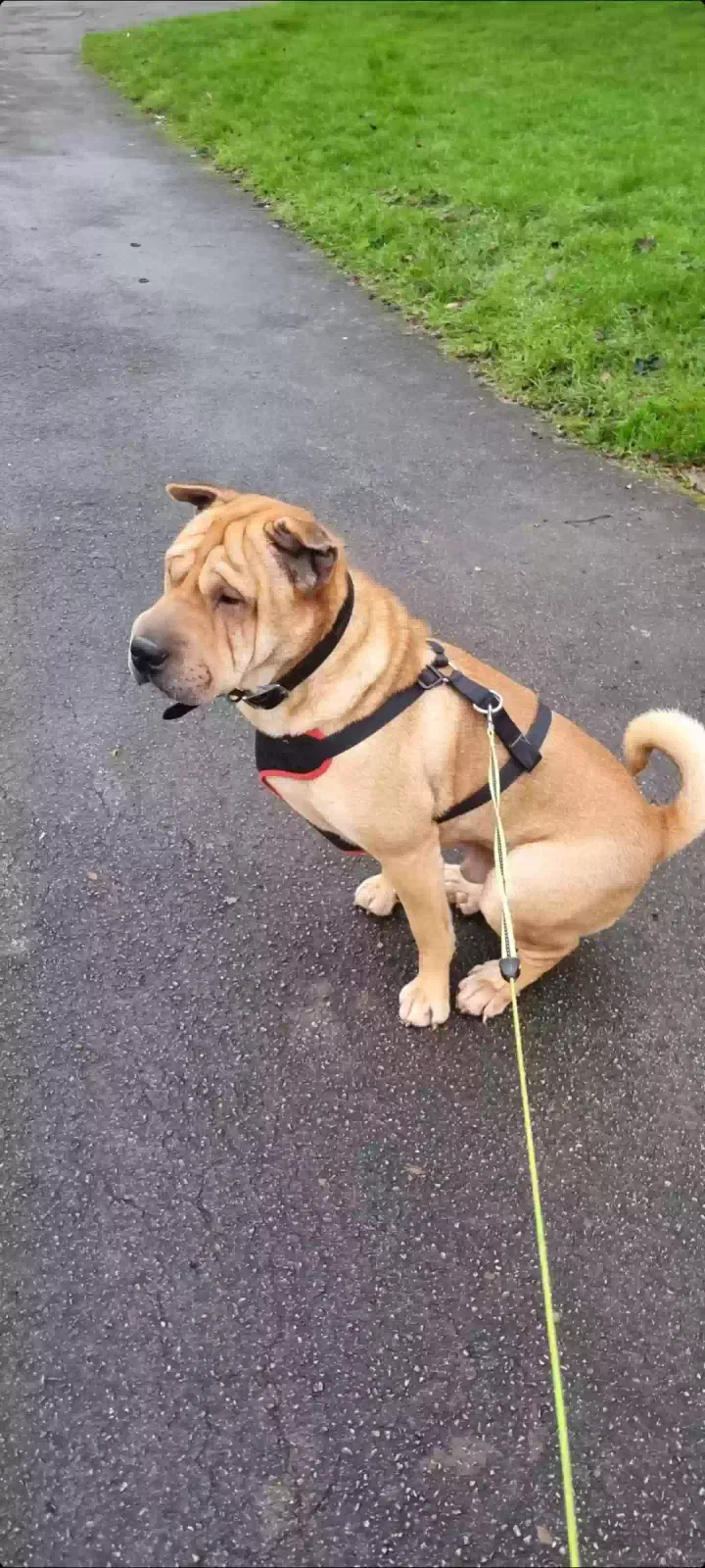 Tyrian, Sharpei Dog for adoption in Birmingham, England