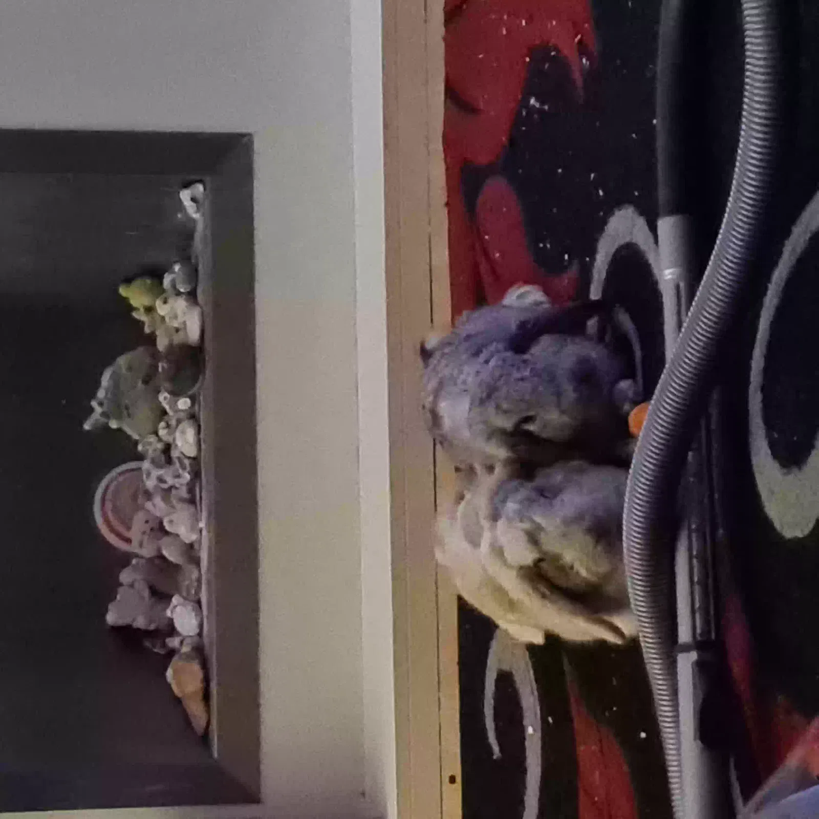 Bugsey and marble, Unknown Pet for adoption in London, England
