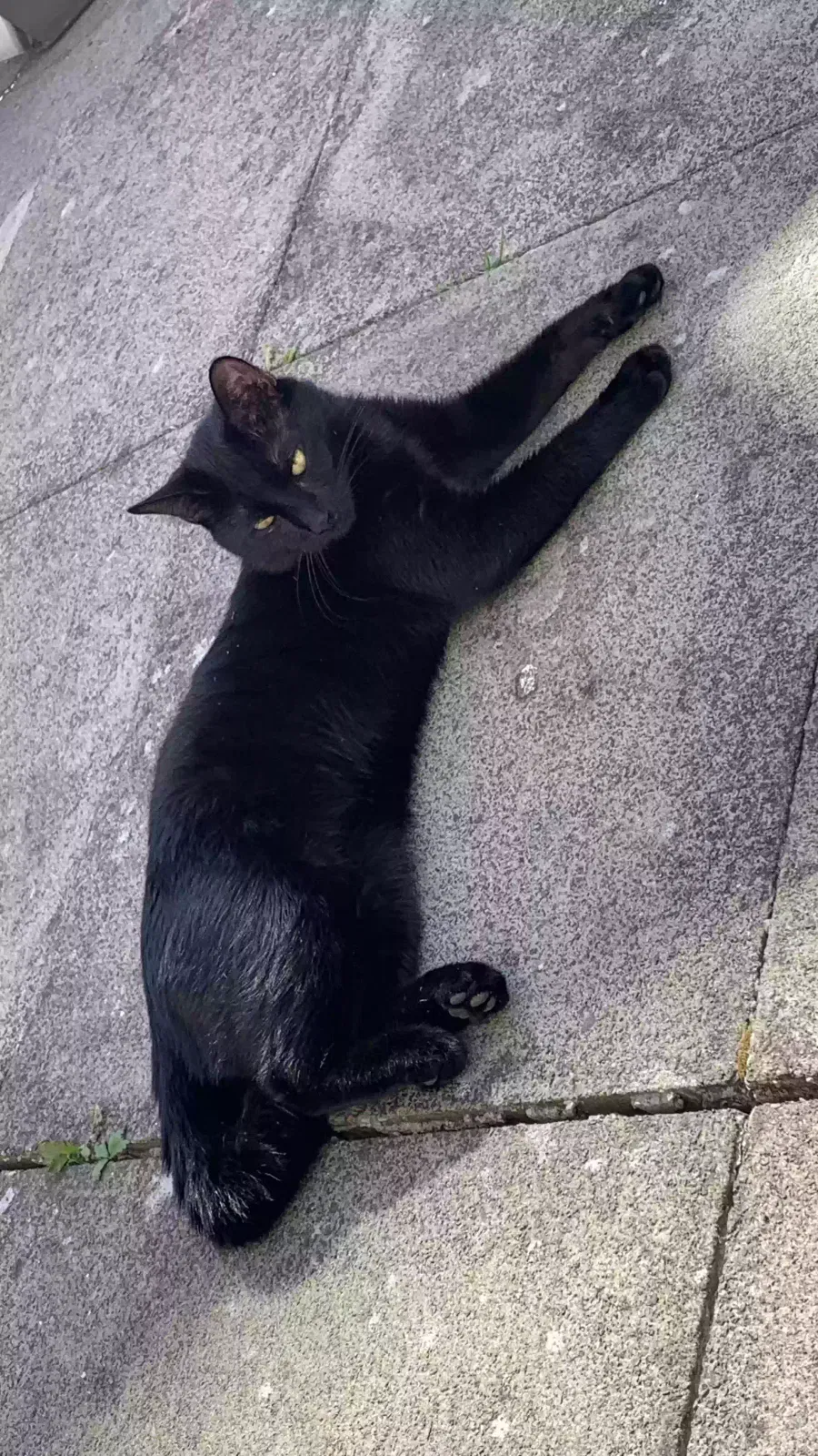 Mikey, Unknown Cat for adoption in Glasgow, Scotland