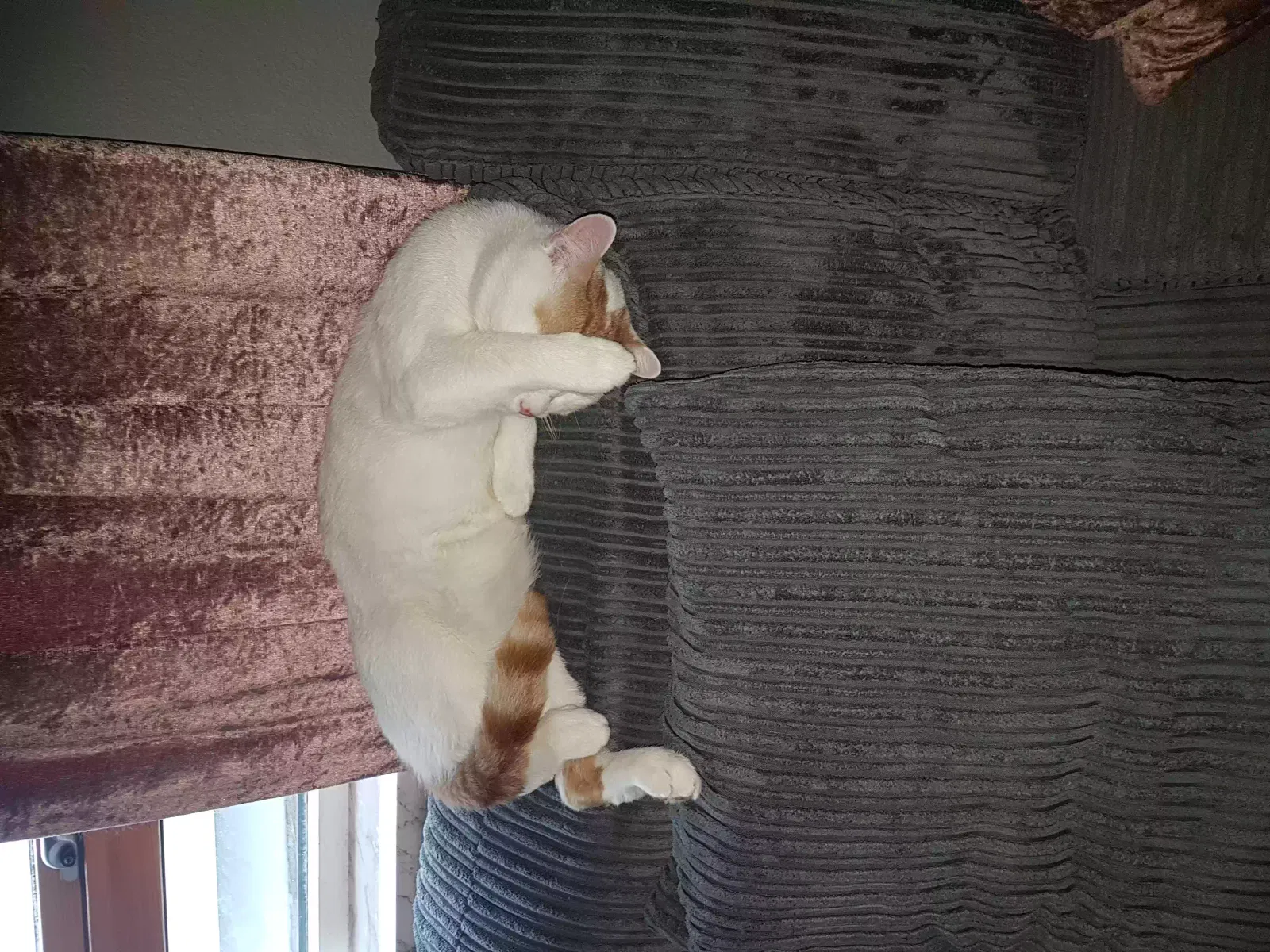 Diego, Unknown Cat for adoption in Glasgow, Scotland