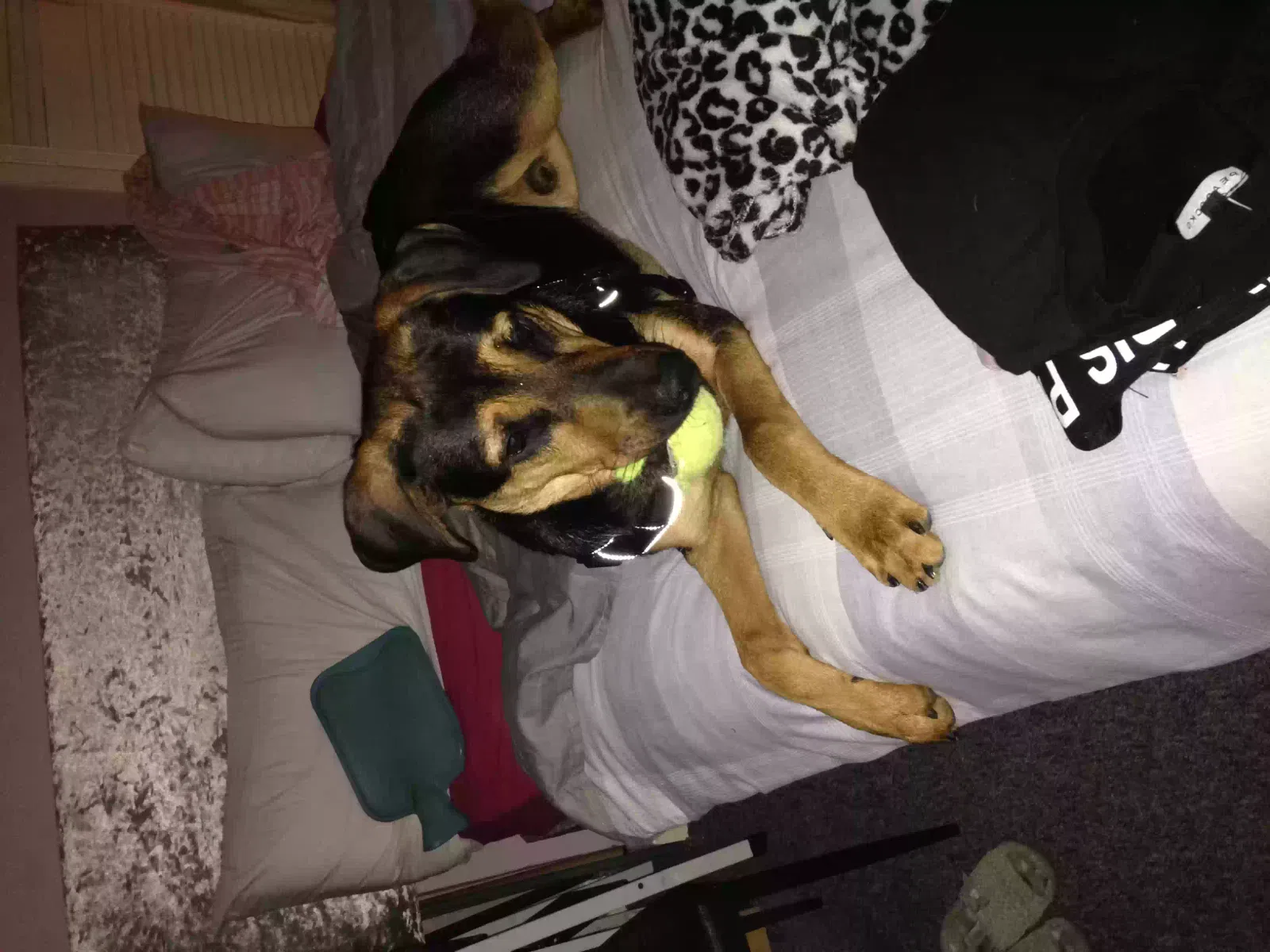 Bruno, Rottweiler x German shepherd Pet for adoption in Norwich, England