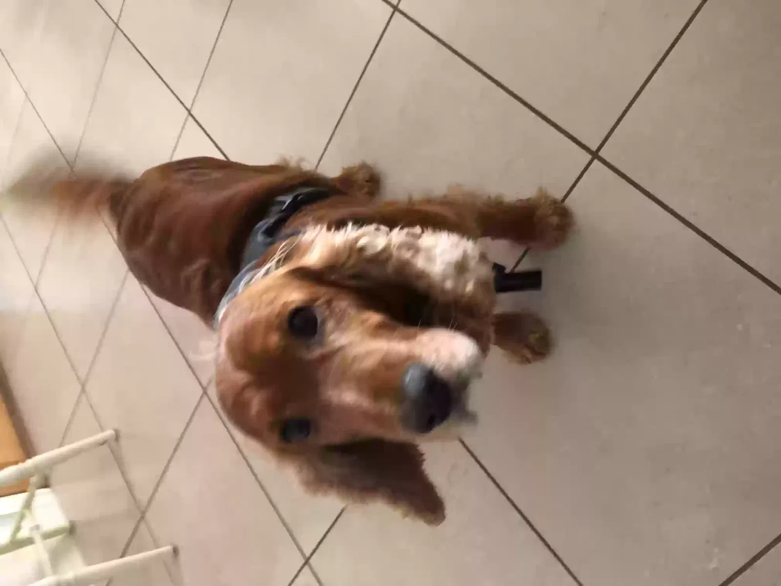 Sammy, Cocker spaniel Dog for adoption in Chester, England