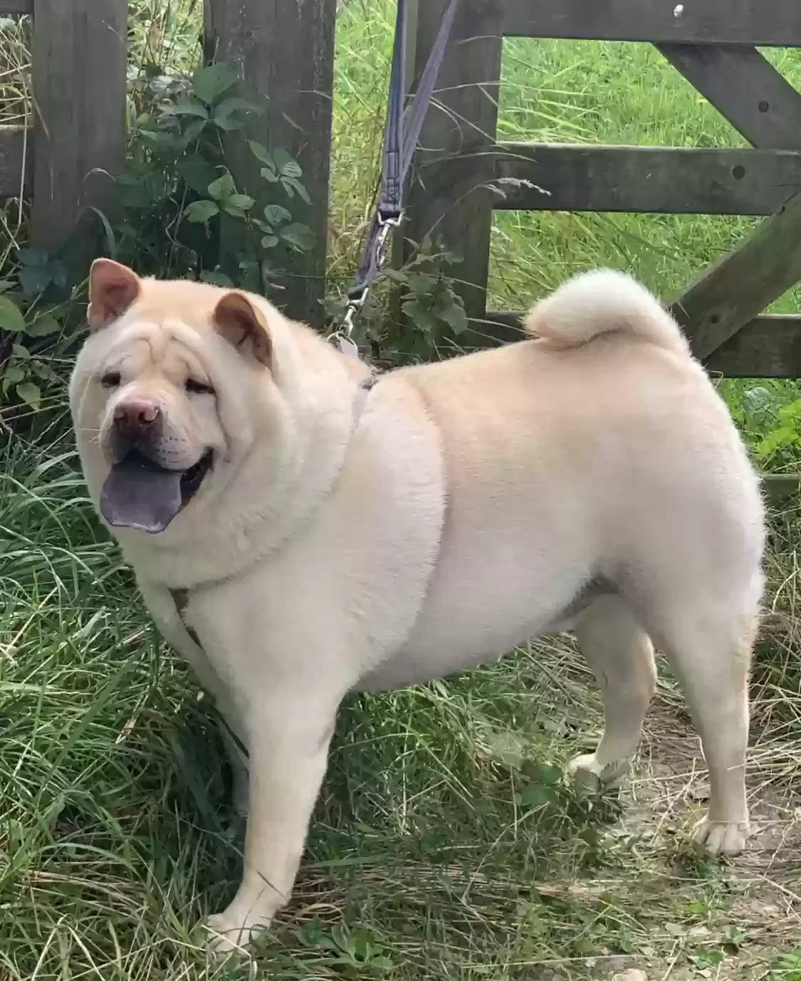 Alaska, Chowpei Dog for adoption in Birmingham, England