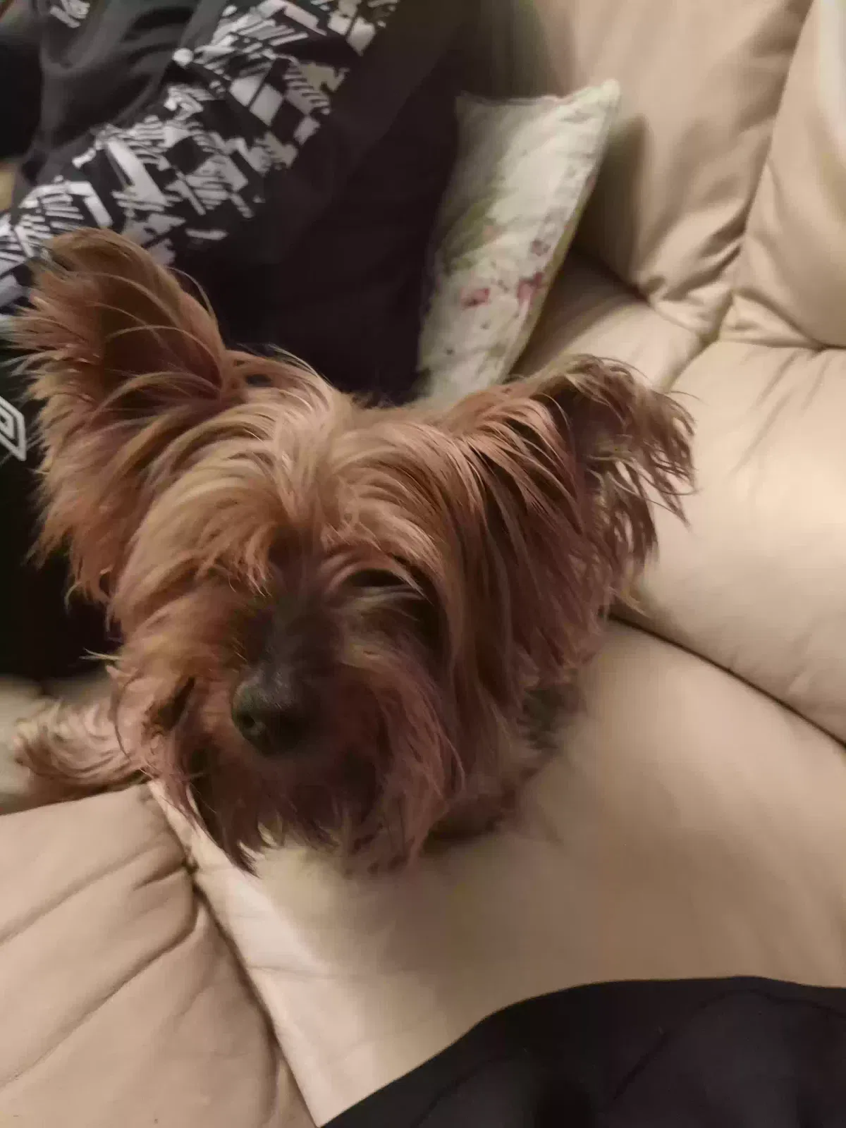 Pip, Yorkshire terrier Dog for adoption in Belfast, Northern Ireland
