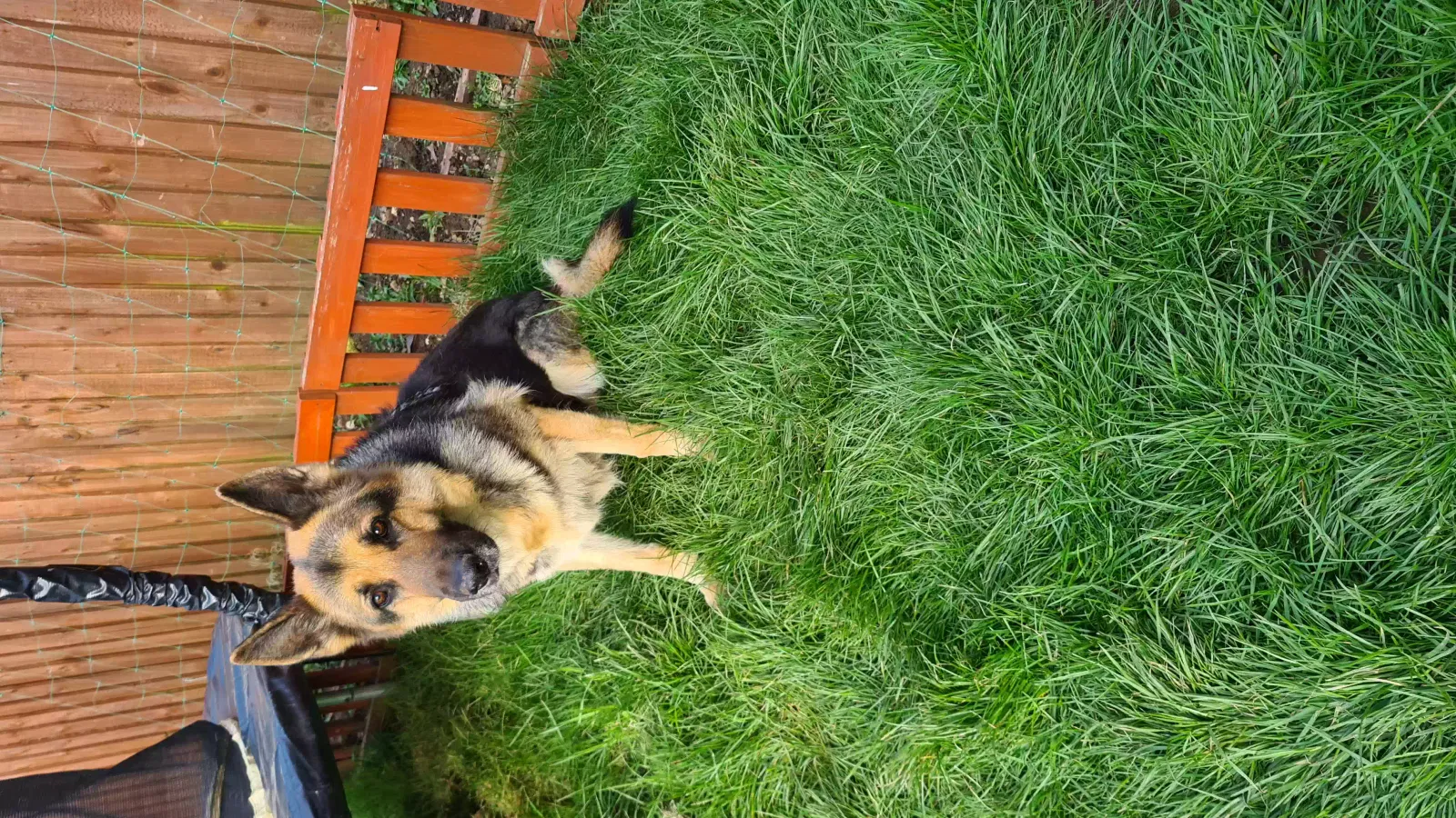 Jenny, German Shepherd Dog for adoption in Exeter, England