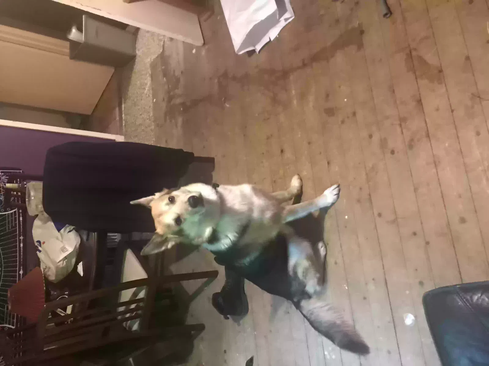 Lemmy, Husky Shepard Dog for adoption in Perth, Scotland