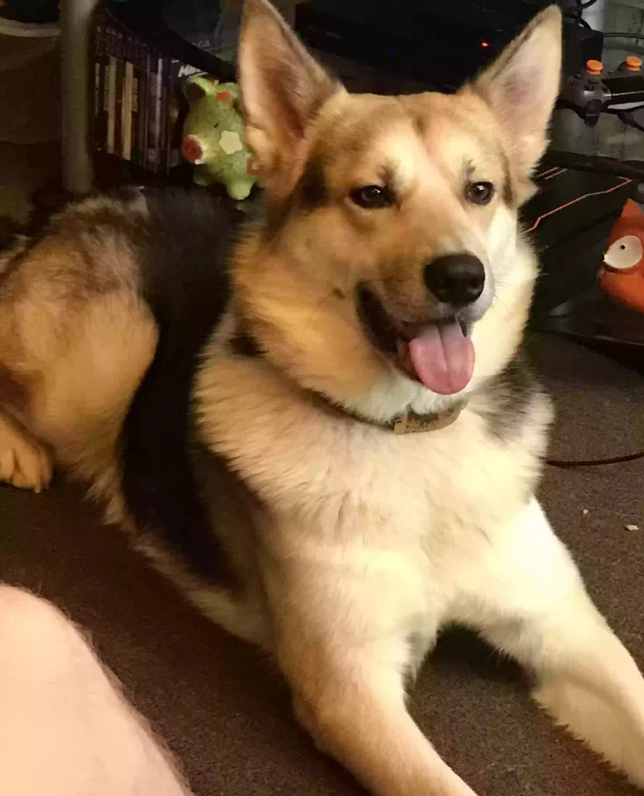 Lemmy, Husky / Alsation Cross Dog for adoption in Dundee, Scotland