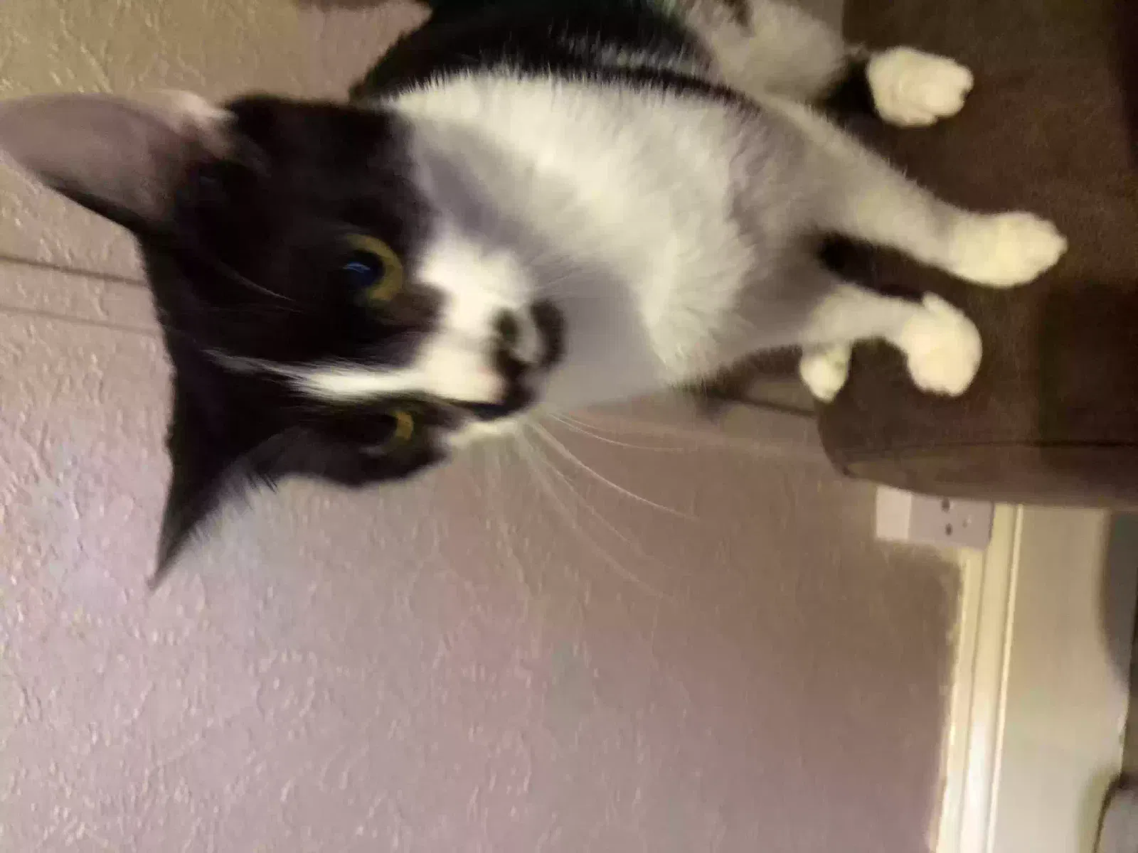 Orca, Unknown Cat for adoption in Canterbury, England