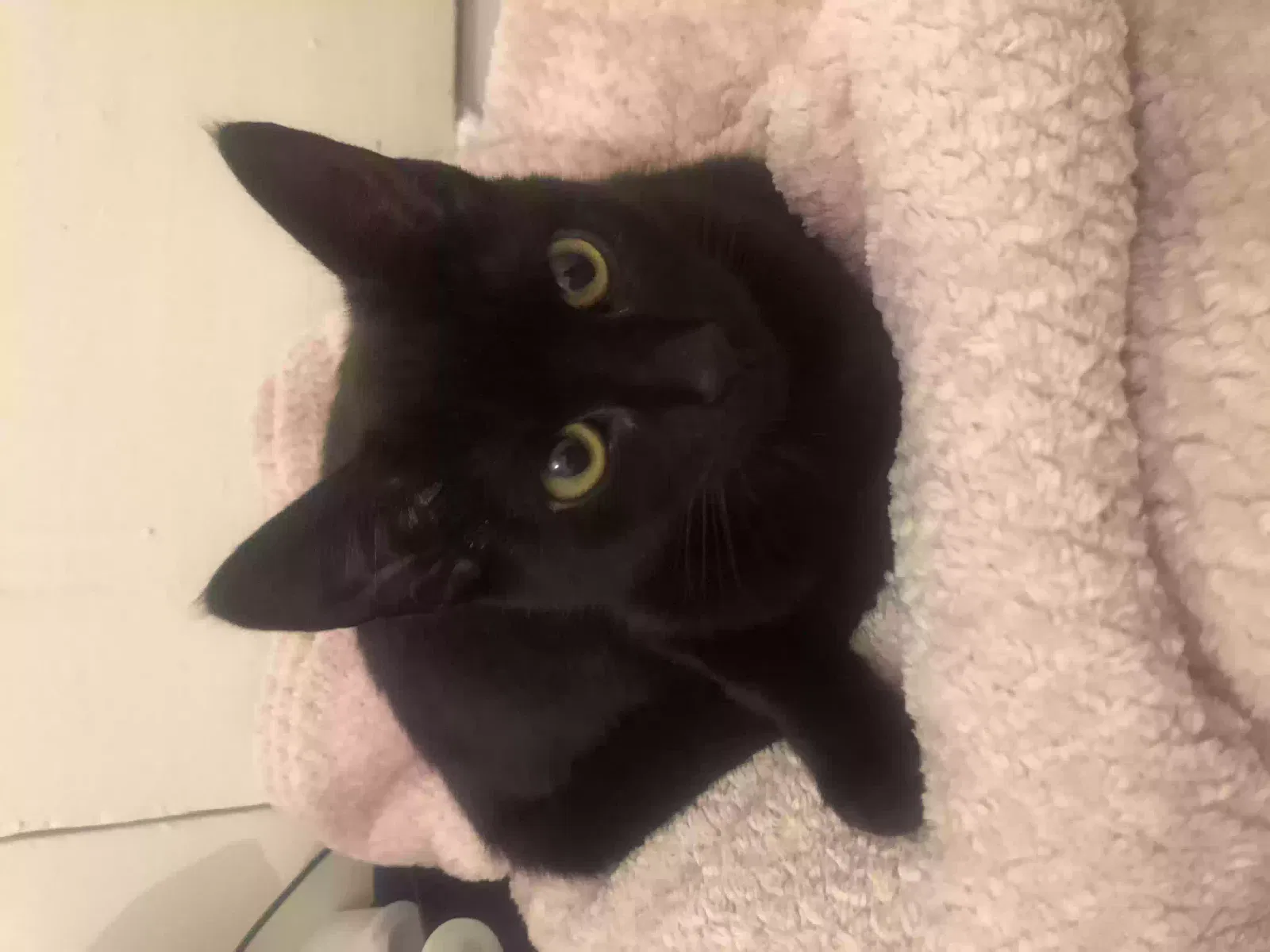 Baghera, Unknown Cat for adoption in Canterbury, England
