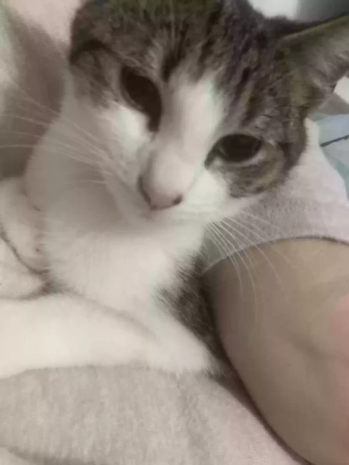 Kika, Unknown Cat for adoption in Canterbury, England