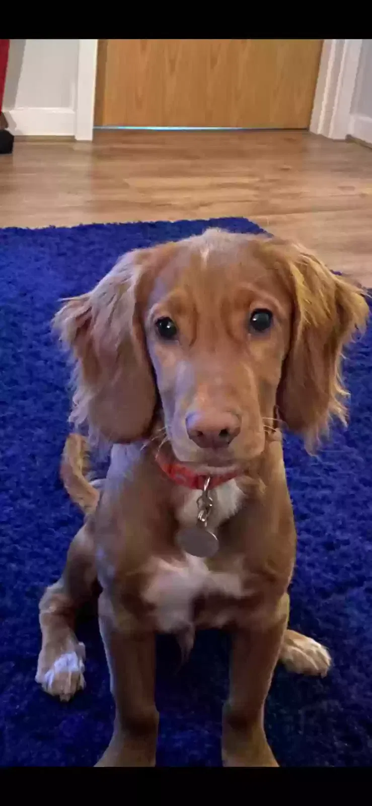 Winston, Working cocker spaniel Dog for adoption in Glasgow, Scotland