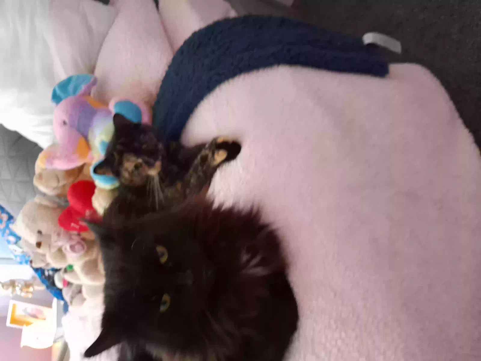 Silvester,smudge (there's 2 cats), 1longhaired 1short haired Cat for adoption in Derby, England