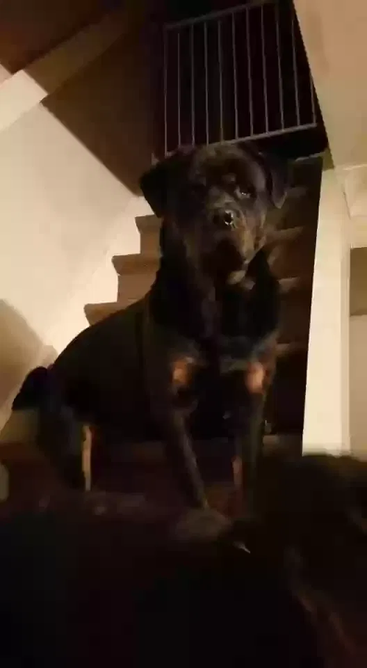 Tyson, Rottweiler Dog for adoption in Sheffield, England