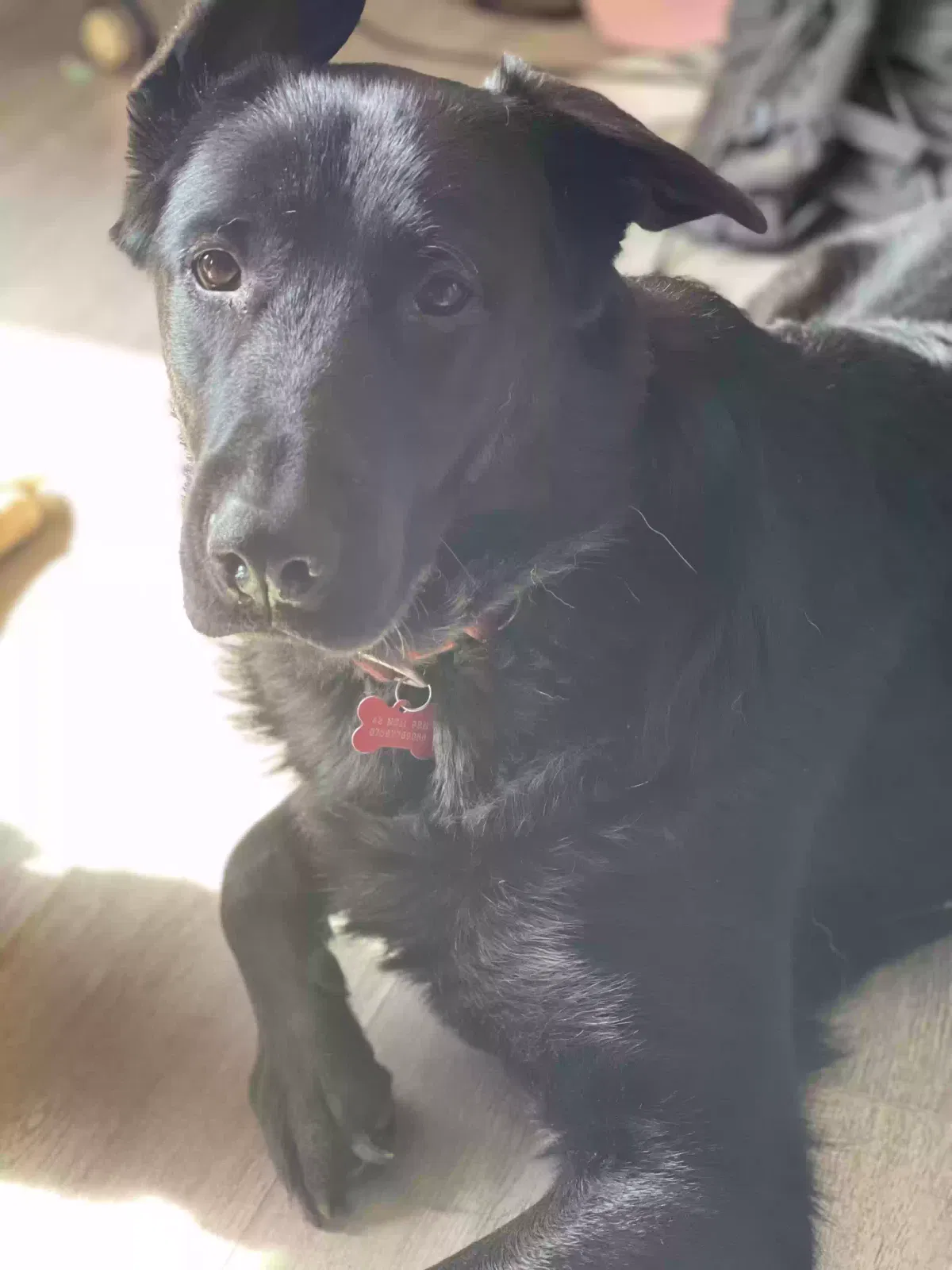 Jäger, Labrador cross German shepherd Dog for adoption in Nottingham, England