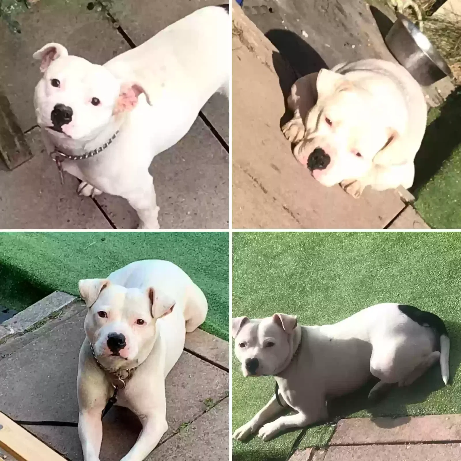 Winston, Staffordshire bull Dog for adoption in Stoke-On-Trent, England