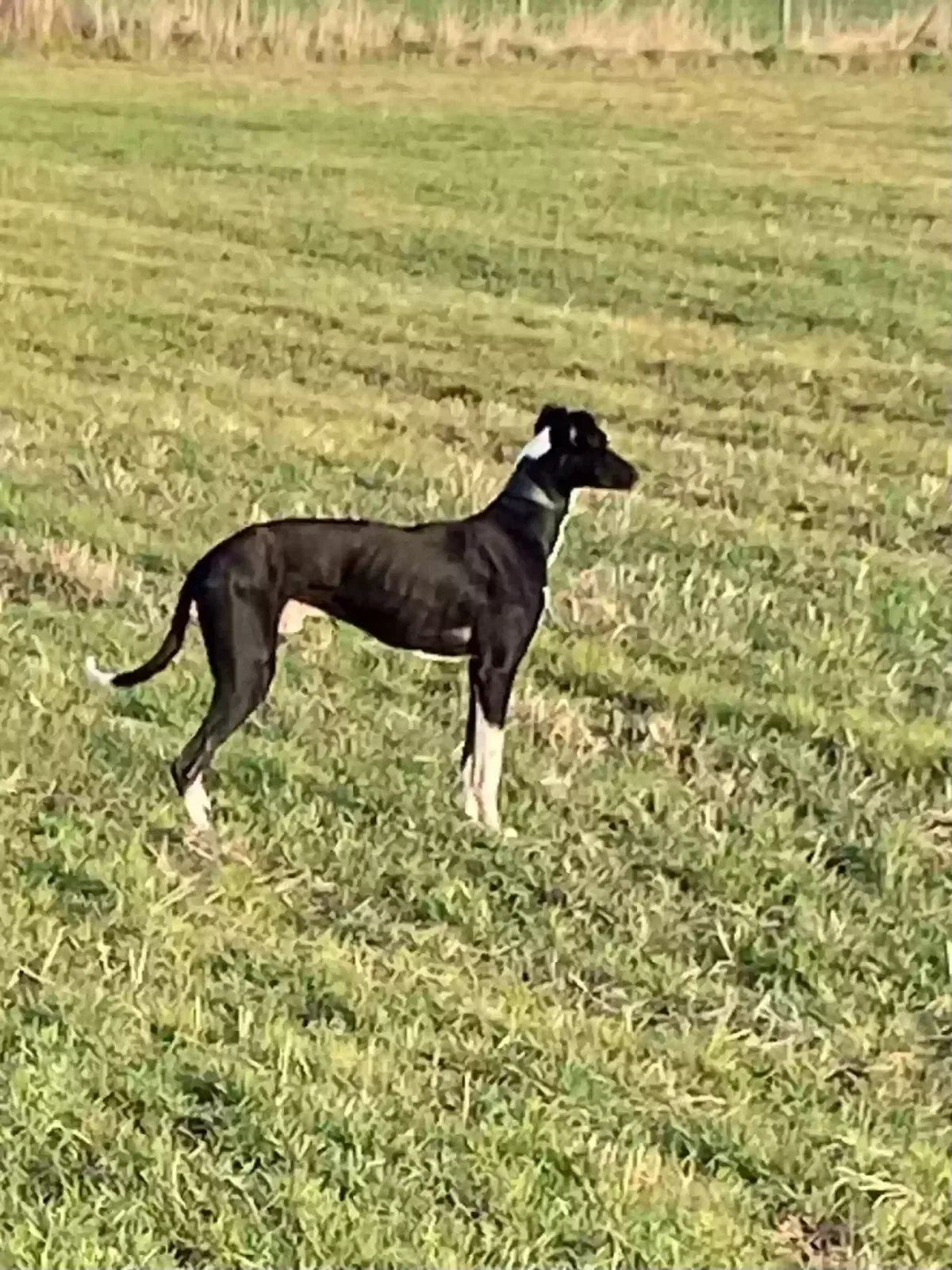 Toby, Lurcher Dog for adoption in Wakefield, England