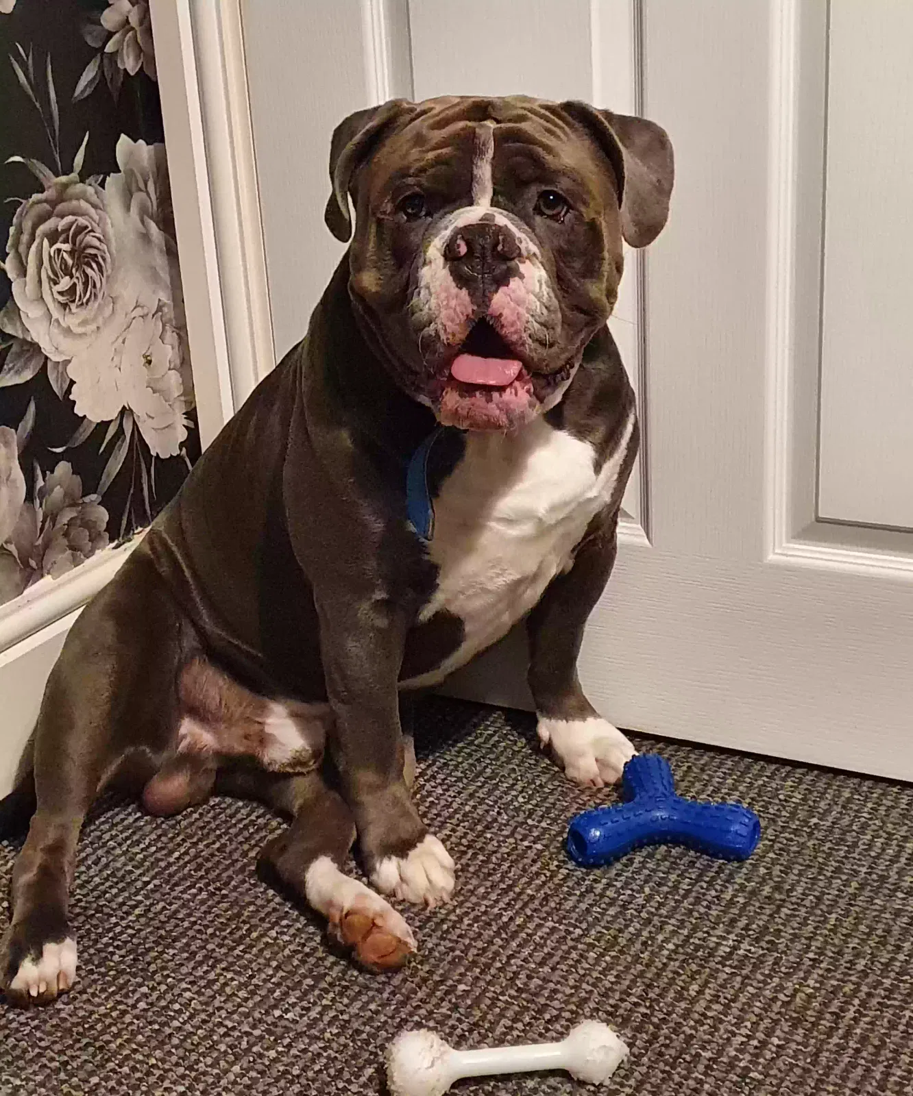 Odin, Olde english bulldogge Dog for adoption in Derby, England