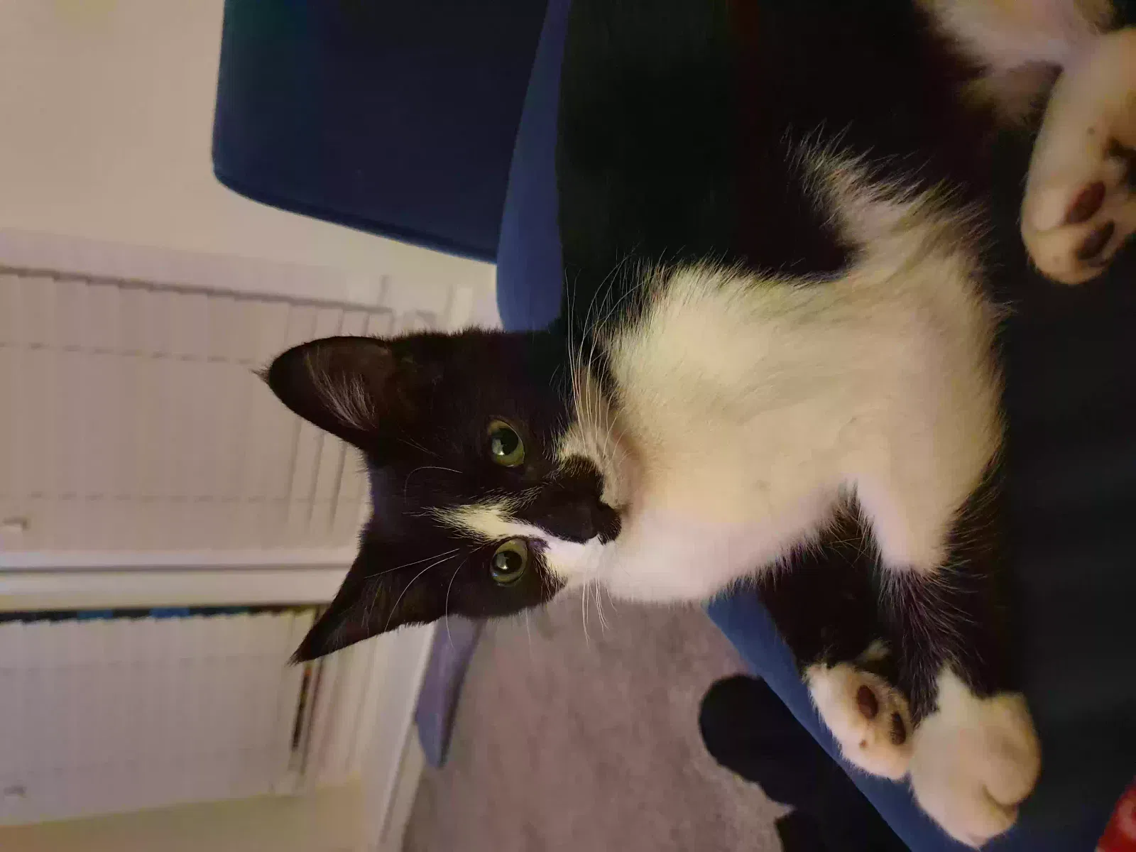 Kevin, Mixed Cat for adoption in Manchester, England