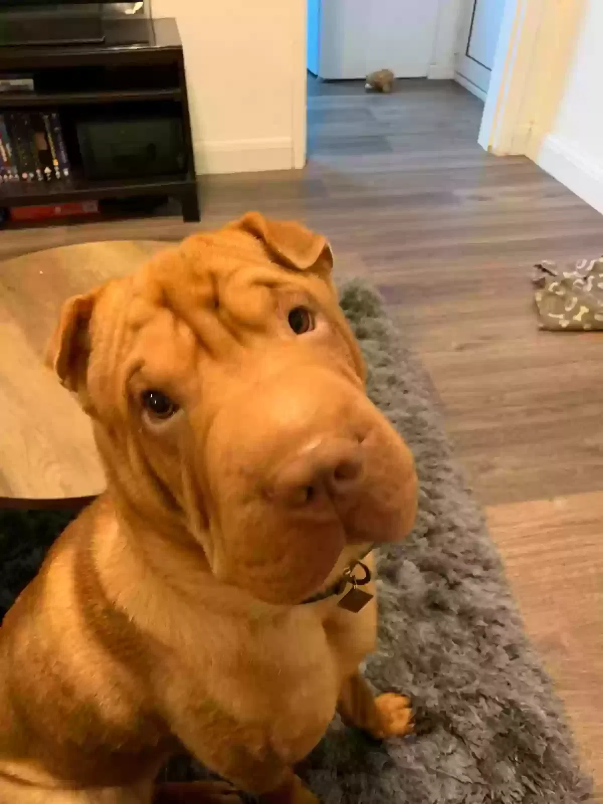 Moose, Shar Pei Dog for adoption in St Albans, England