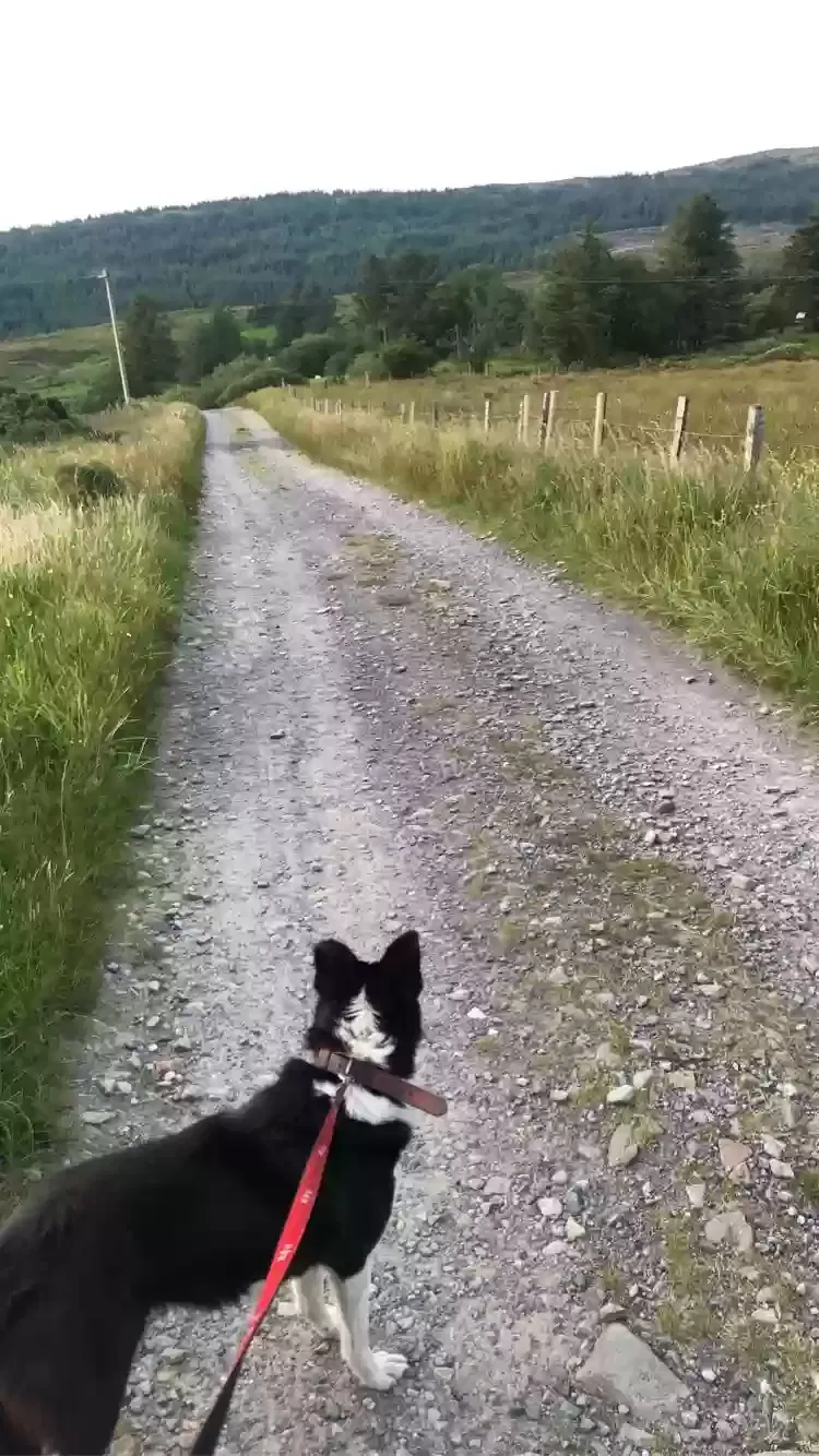 Kim, Collie Dog for adoption in Derry, Northern Ireland