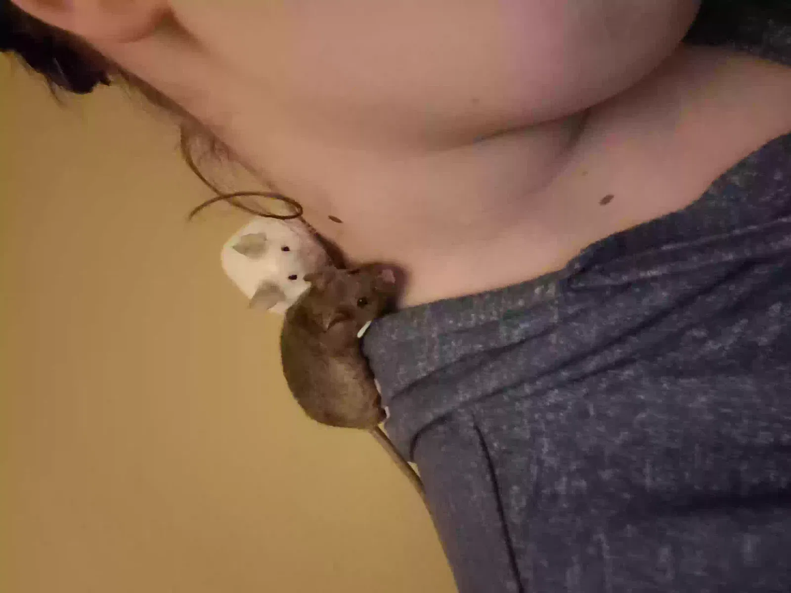 Bucky and bartok, Rex Pet for adoption in Leeds, England
