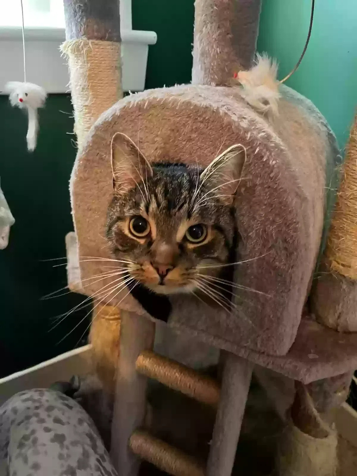 Simba, Unknown Cat for adoption in Glasgow, Scotland