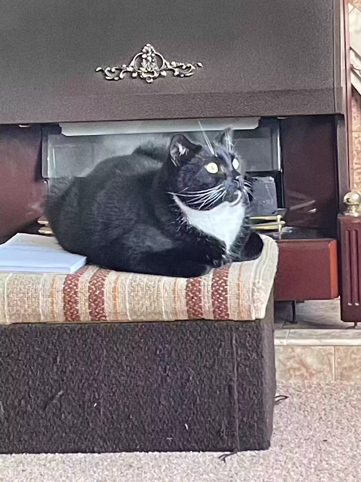 Eliot, Short haired domestic. Cat for adoption in Birmingham, England