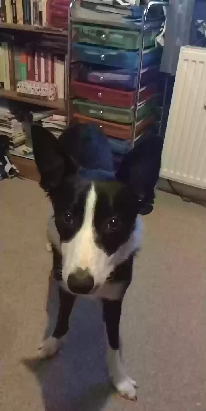 Domino, Border Collie Dog for adoption in Inverness, Scotland