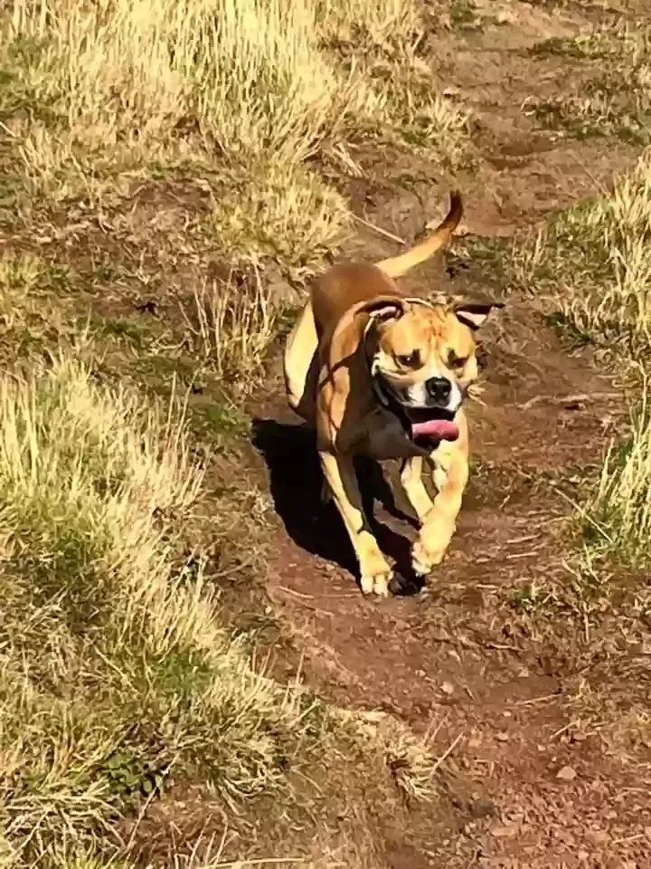 Milo, Male boxer/ mastiff Dog for adoption in Edinburgh, Scotland