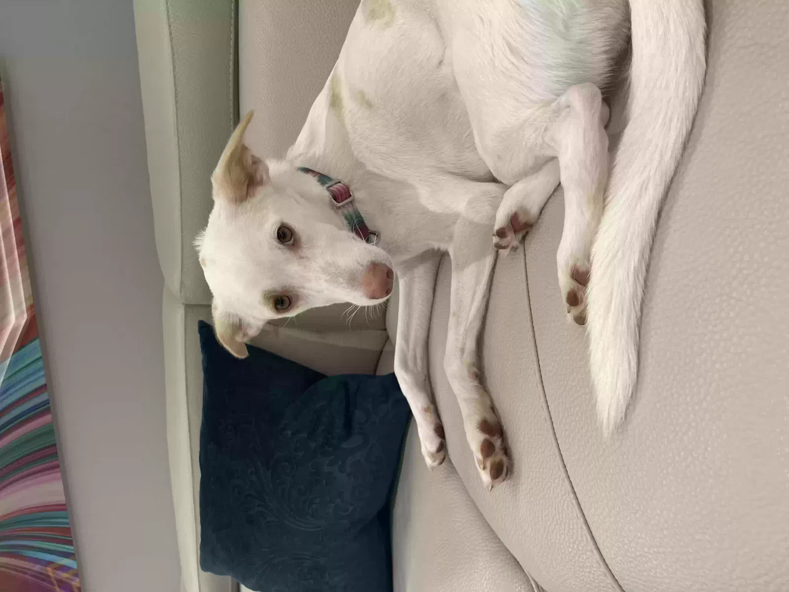 Lisa, Saluki -huskie Dog for adoption in London, England